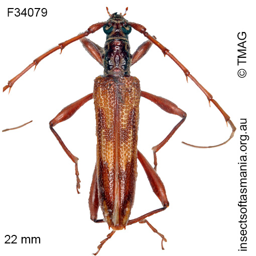 Species image