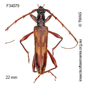 Coptocercus rubripes