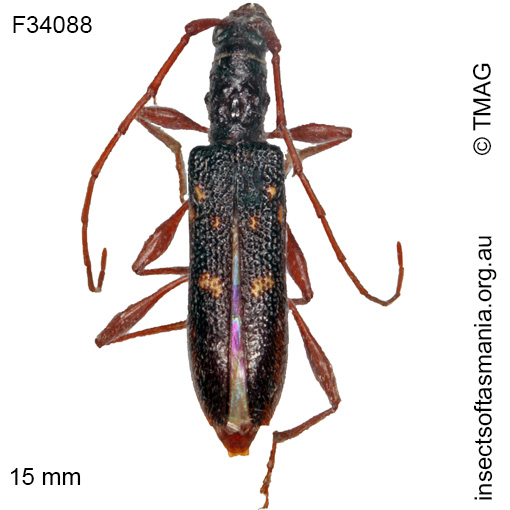 Species image