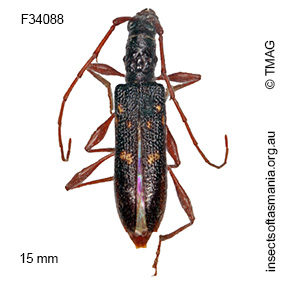 Coptocercus unifasciatus