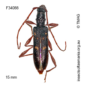Coptocercus unifasciatus