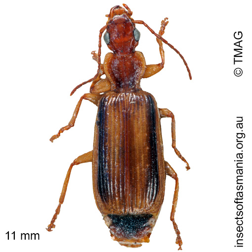 Species image