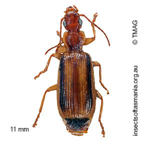 Demetrida angustula