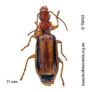 Demetrida angustula