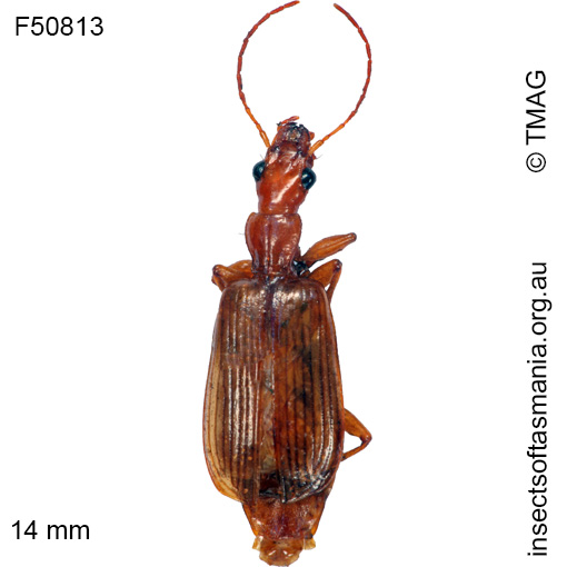Species image