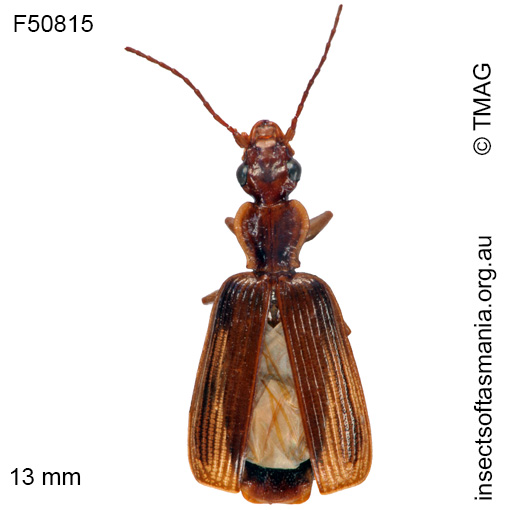 Species image