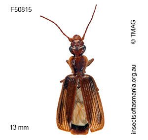 Demetrida infuscata