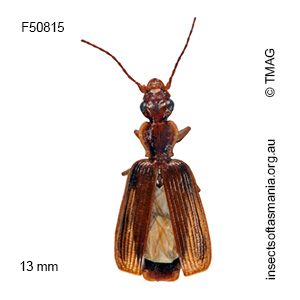 Demetrida infuscata