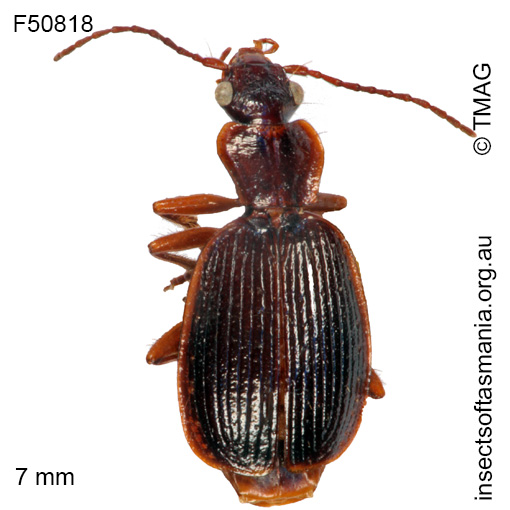 Species image