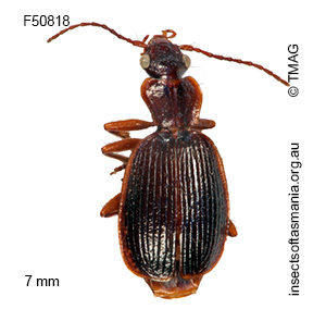 Demetrida setosa