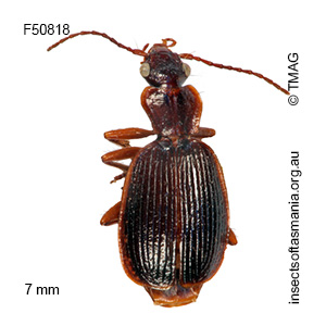 Demetrida setosa