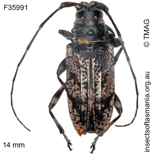 Species image