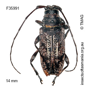 Disterna canosa