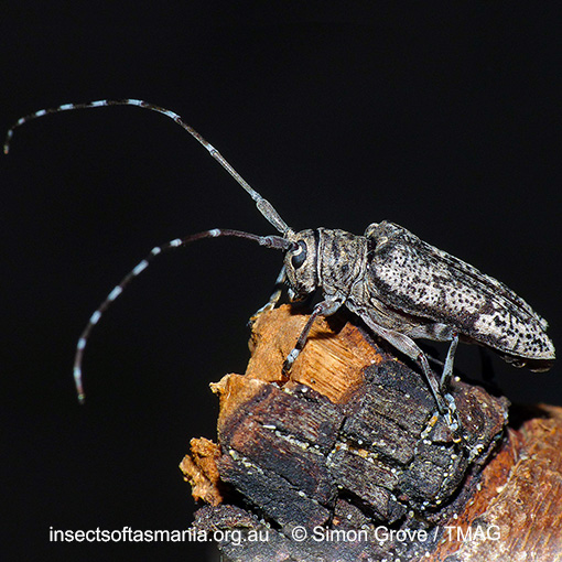 Species image