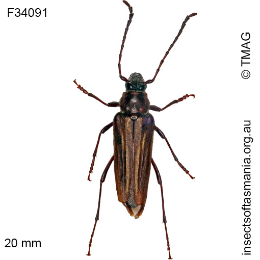 Species image
