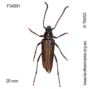 Distichocera fuliginosa