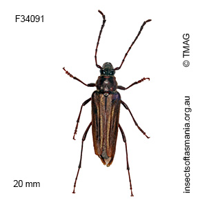 Distichocera fuliginosa