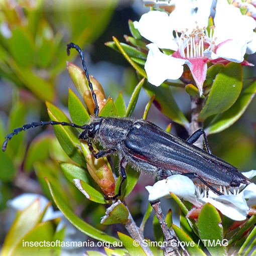 Species image