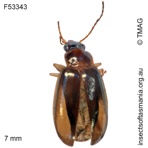 Species image