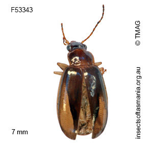 Dystrichothorax placidus
