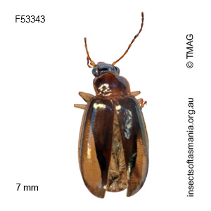 Dystrichothorax placidus