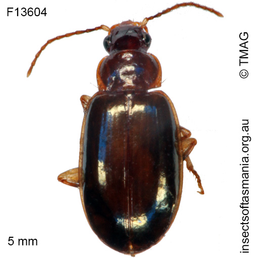 Species image
