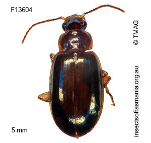 Dystrichothorax tasmaniensis