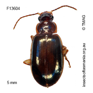 Dystrichothorax tasmaniensis