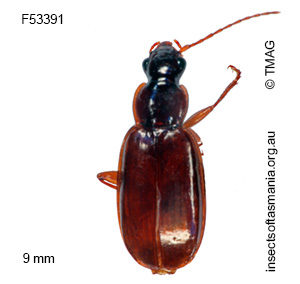 Dystrichothorax victoriae