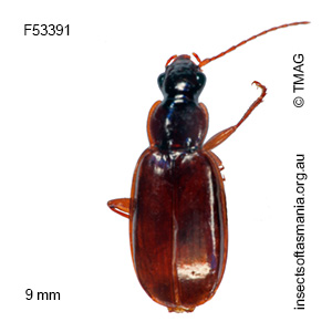 Dystrichothorax victoriae