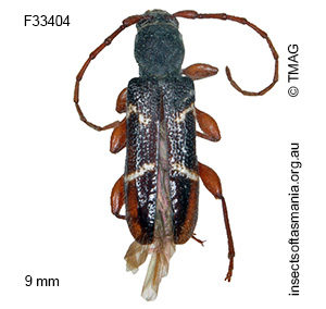 Callidiopini unplaced sp TMAG_F33390