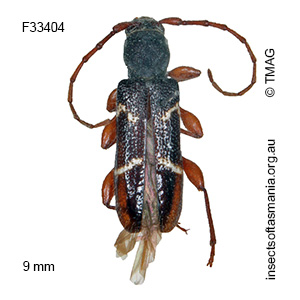Callidiopini unplaced sp TMAG_F33390