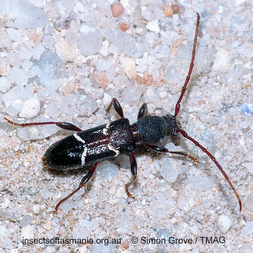 Callidiopini