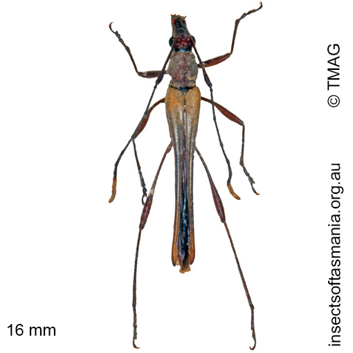 Species image