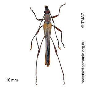 Enchoptera apicalis