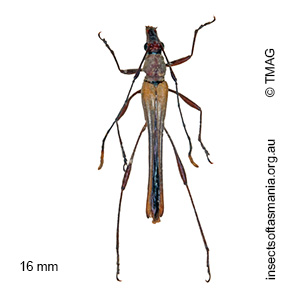 Enchoptera apicalis