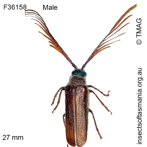 Species image