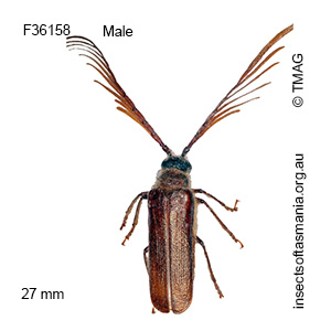 Enneaphyllus aeneipennis