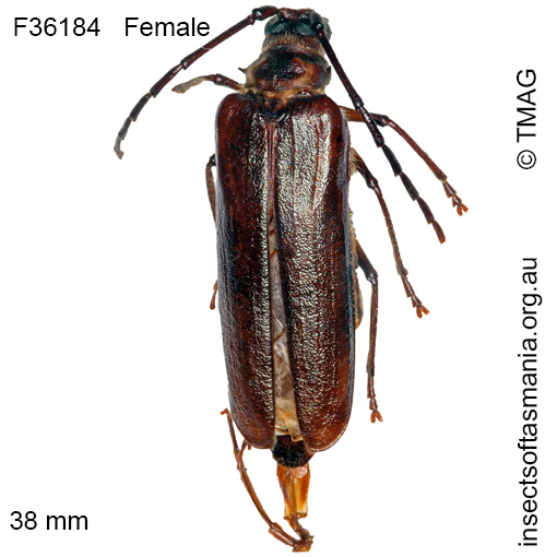 Species image