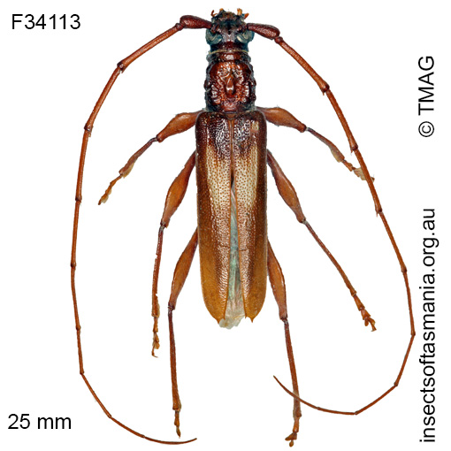 Species image
