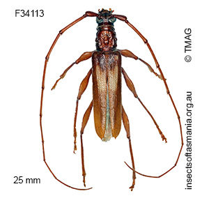 Epithora dorsalis