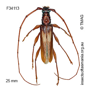 Epithora dorsalis