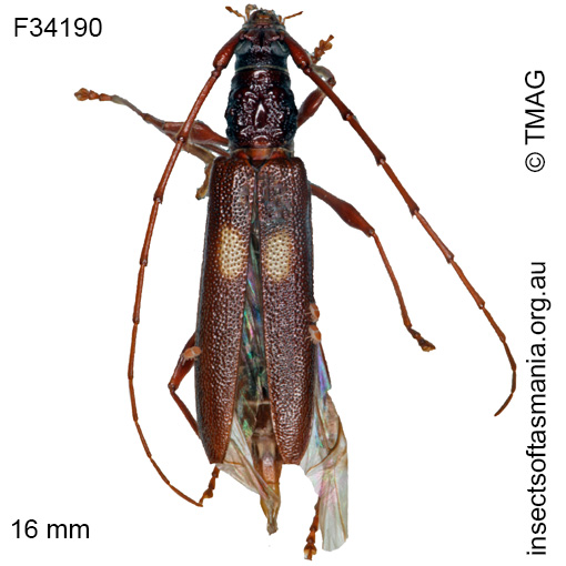 Species image