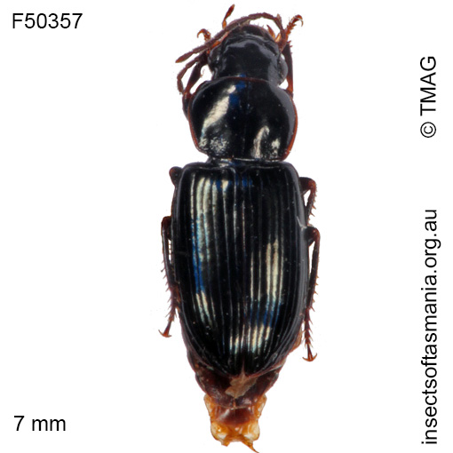 Species image