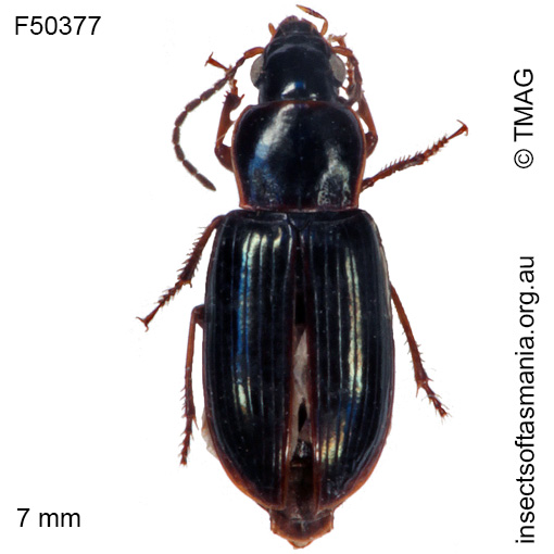 Species image
