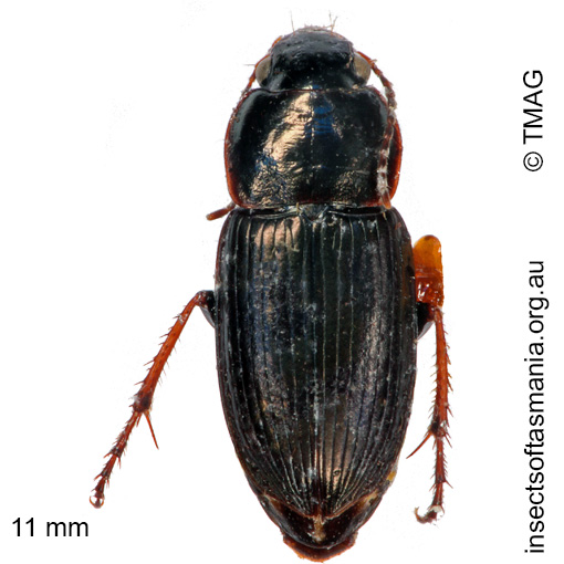 Species image