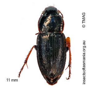 Gnathaphanus melbournensis