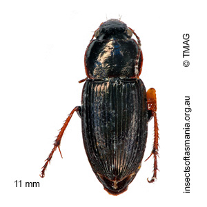 Gnathaphanus melbournensis