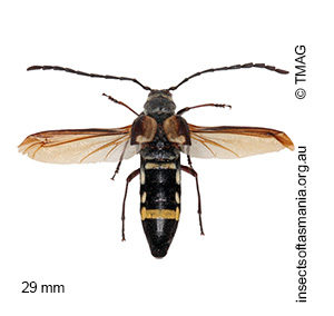 Hesthesis cingulatus