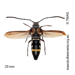 Hesthesis cingulatus